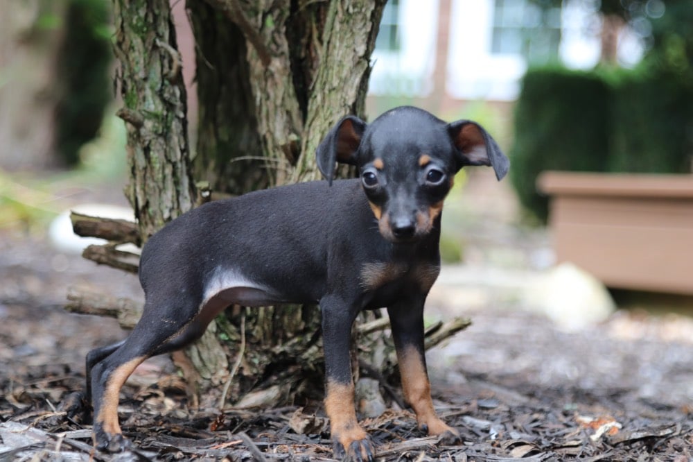 Libby Perfect, AKC, Miniature Pinscher Puppies Online