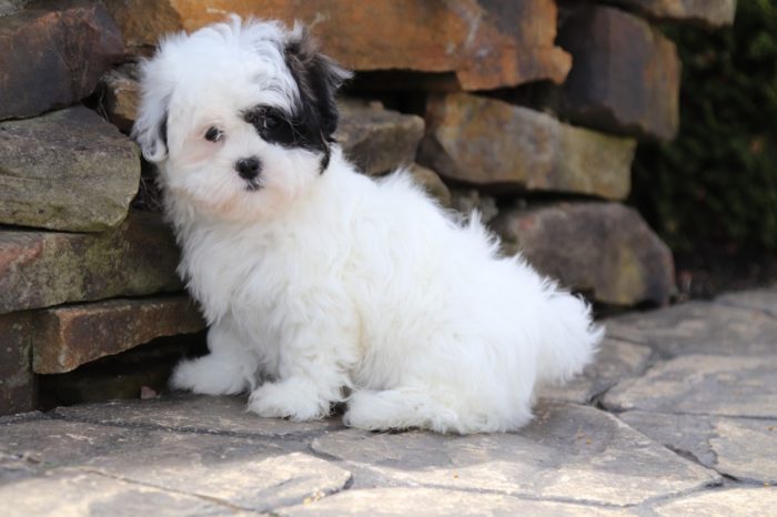 Libby - Perfect Malshi - Image 4