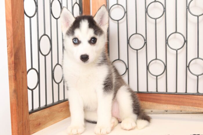 Lila  - Beautiful Little Female Pomsky Puppy
