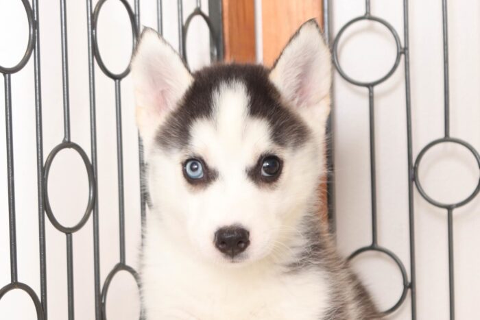 Lila  - Beautiful Little Female Pomsky Puppy - Image 2