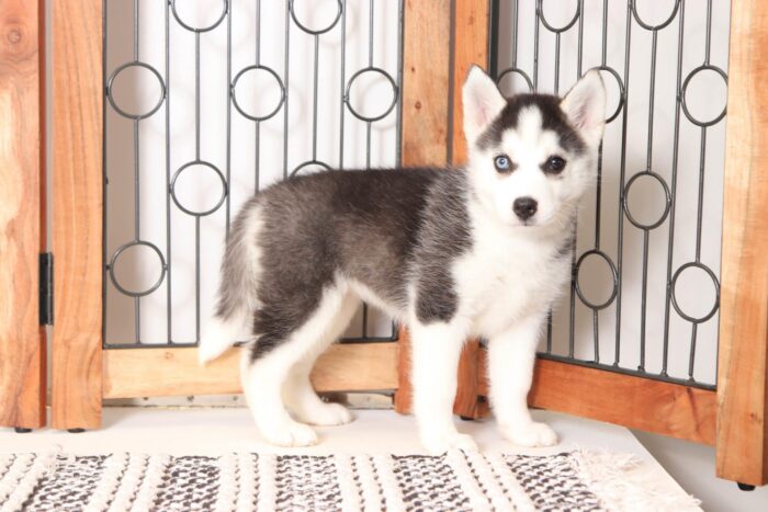 Lila  - Beautiful Little Female Pomsky Puppy - Image 3