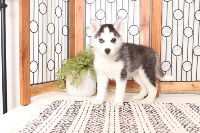 Lila  - Beautiful Little Female Pomsky Puppy - Image 4