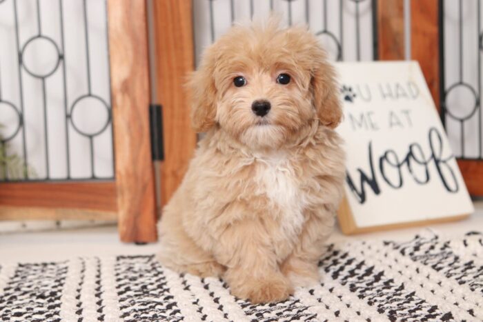 Lilac - Loving Female Malti-Poo Puppy