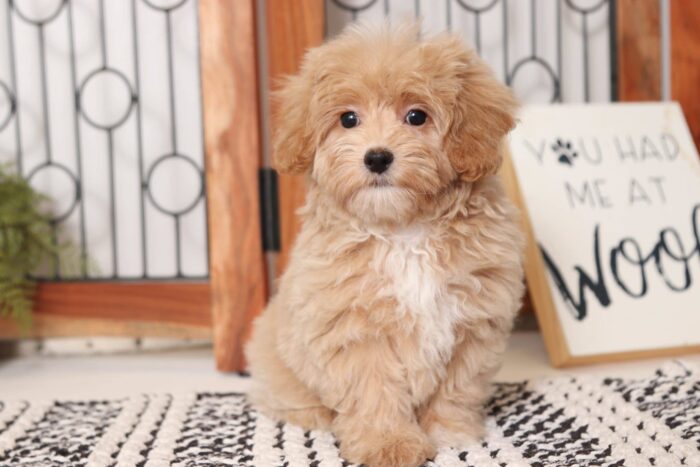 Lilac - Loving Female Malti-Poo Puppy - Image 2
