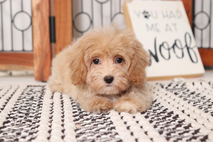Lilac - Loving Female Malti-Poo Puppy - Image 3