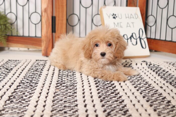 Lilac - Loving Female Malti-Poo Puppy - Image 4
