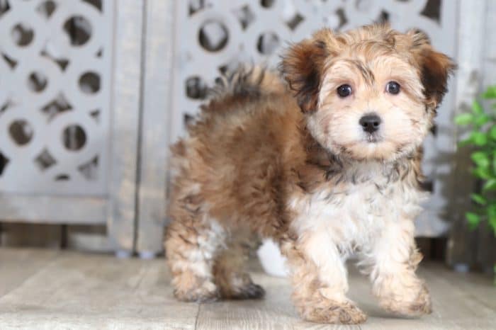 Lilo - Darling Morkie
