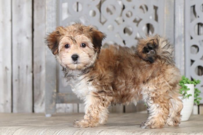 Lilo - Darling Morkie - Image 4
