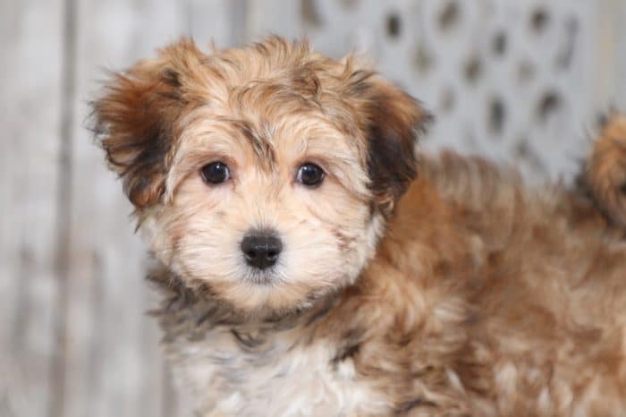 Lilo - Darling Morkie - Image 3
