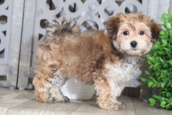 Lilo - Darling Morkie - Image 2