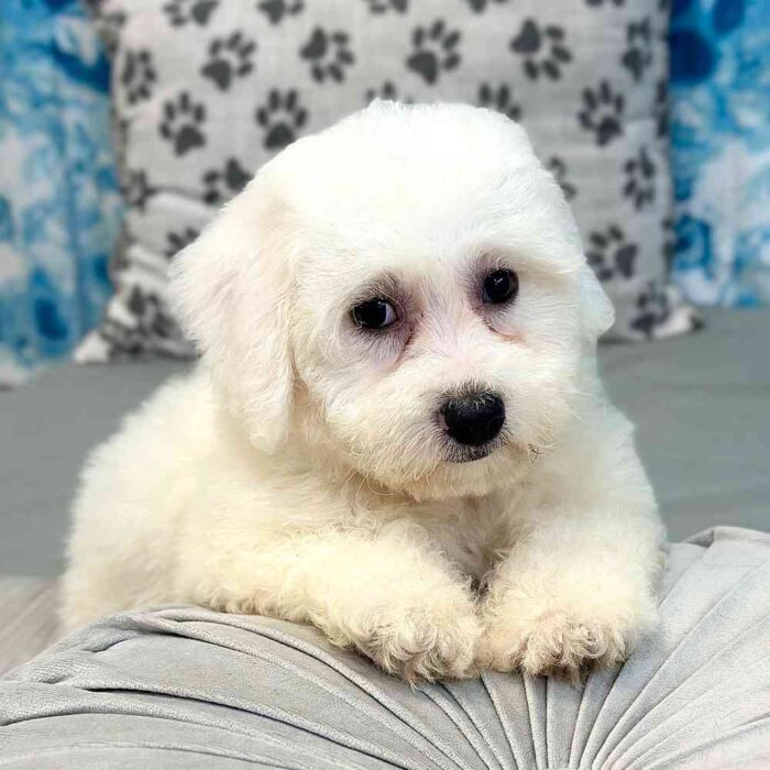Lily- Cuddly Female Bichon Frise Puppy - Image 4