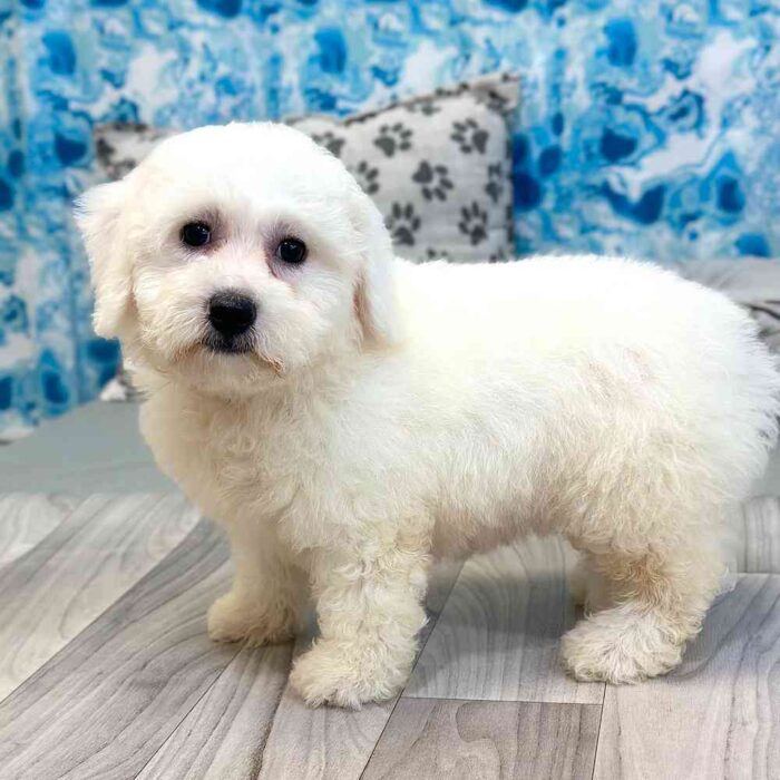Lily- Cuddly Female Bichon Frise Puppy - Image 3