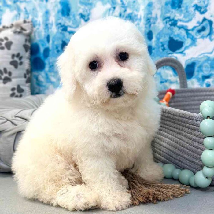 Lily- Cuddly Female Bichon Frise Puppy - Image 2