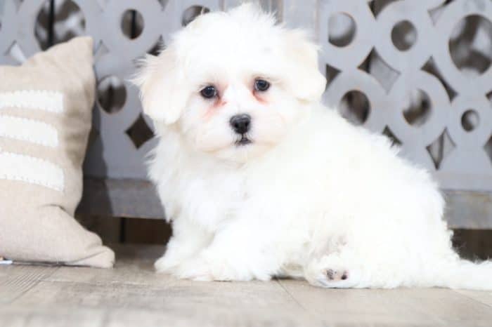 Linc - Soft Teddy Bear