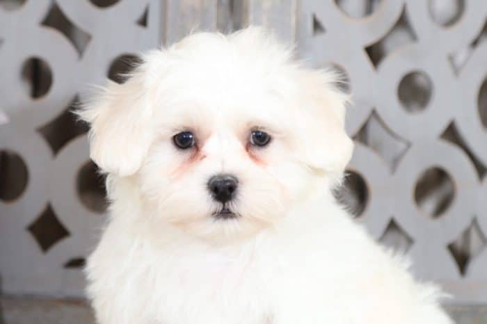 Linc - Soft Teddy Bear - Image 2