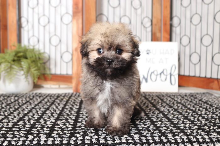 Lincoln- Lovable Little Male ACA Havanese Puppy