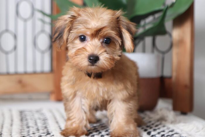 Lincoln - Adorable Male Morkie Puppy