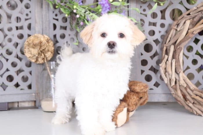 Lincoln- Best Teddy Bear - Image 2