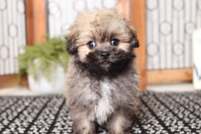Lincoln- Lovable Little Male ACA Havanese Puppy - Image 2