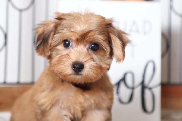 Lincoln - Adorable Male Morkie Puppy - Image 2