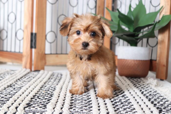 Lincoln - Adorable Male Morkie Puppy - Image 3
