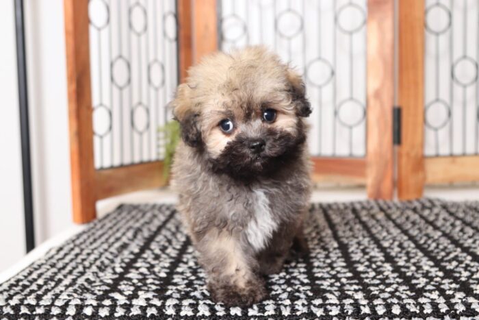 Lincoln- Lovable Little Male ACA Havanese Puppy - Image 4
