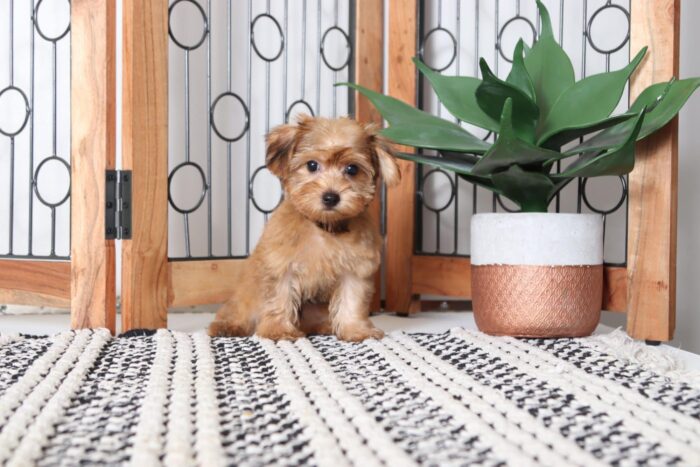 Lincoln - Adorable Male Morkie Puppy - Image 4