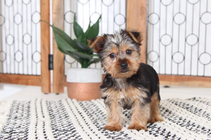 lola3-1-1.jpg