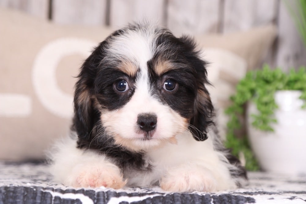 Lola - Beautiful Cavachon - Image 2
