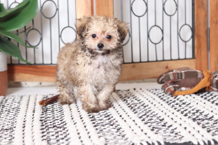 Lora - Beautiful ICA Teacup Female Poodle Puppy