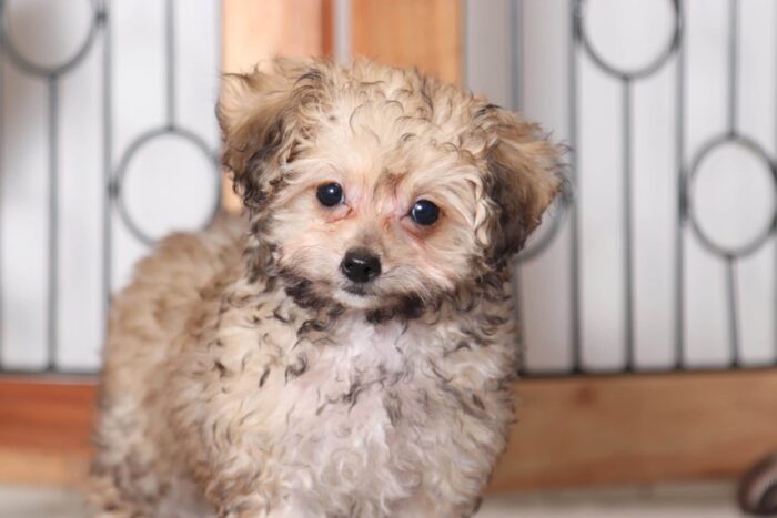Lora - Beautiful ICA Teacup Female Poodle Puppy - Image 2