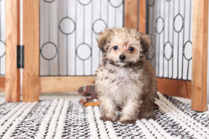 Lora - Beautiful ICA Teacup Female Poodle Puppy - Image 3