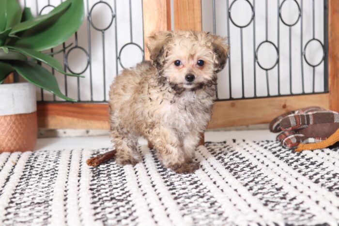 Lora - Beautiful ICA Teacup Female Poodle Puppy - Image 4