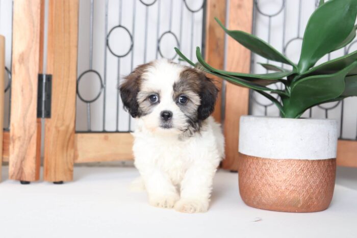 Lotus - Precious Female Teddy Bear Puppy