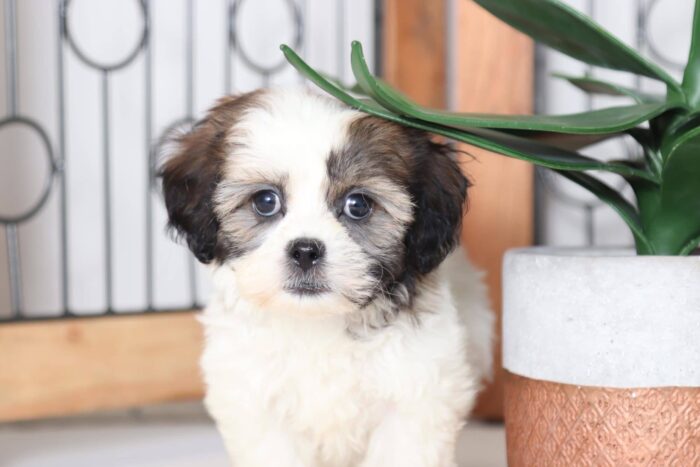 Lotus - Precious Female Teddy Bear Puppy - Image 2