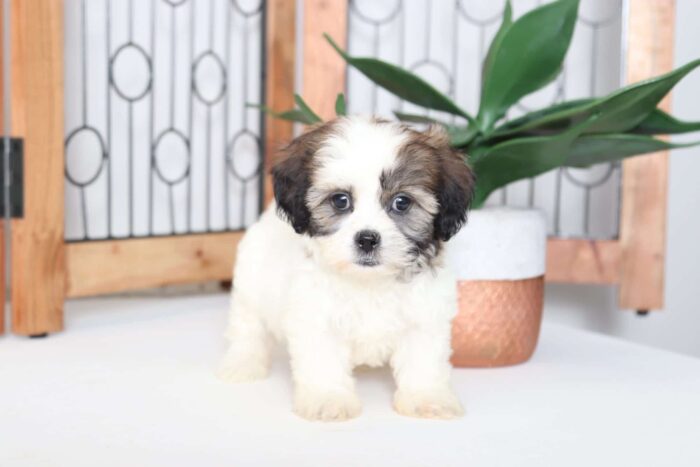 Lotus - Precious Female Teddy Bear Puppy - Image 3