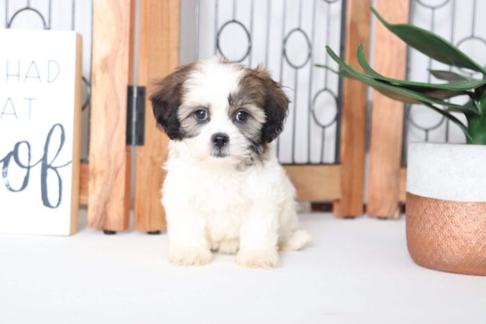 Lotus - Precious Female Teddy Bear Puppy - Image 4