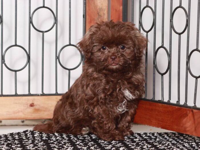 Louie- Playful Male Chocolate Shih-Poo Puppy