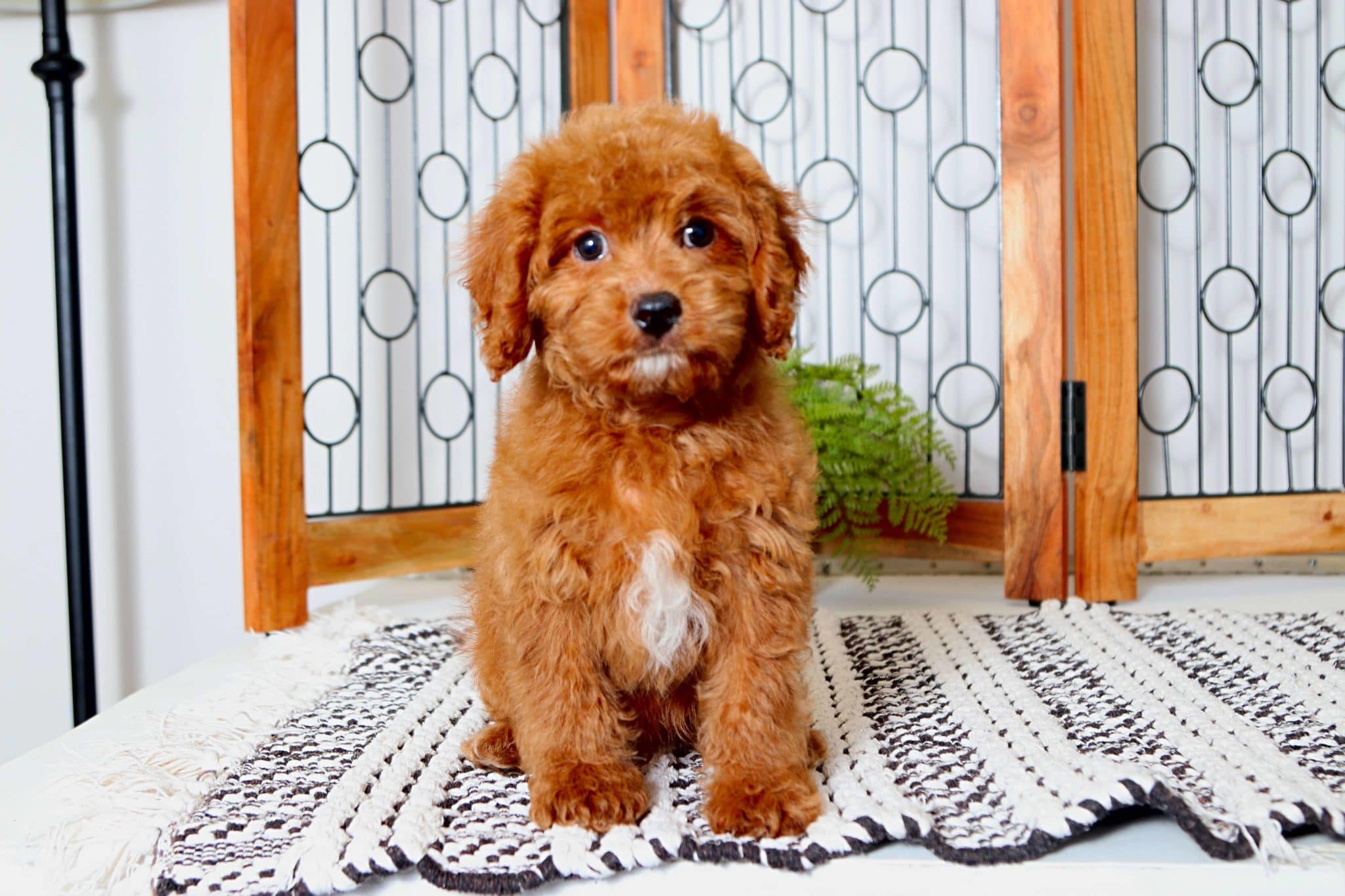 louie1-copy-scaled-1.jpg