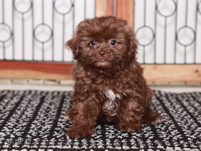 Louie- Playful Male Chocolate Shih-Poo Puppy - Image 4