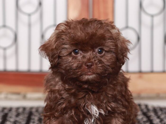 Louie- Playful Male Chocolate Shih-Poo Puppy - Image 3