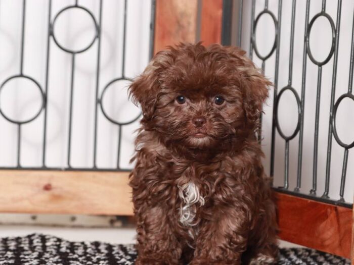 Louie- Playful Male Chocolate Shih-Poo Puppy - Image 2