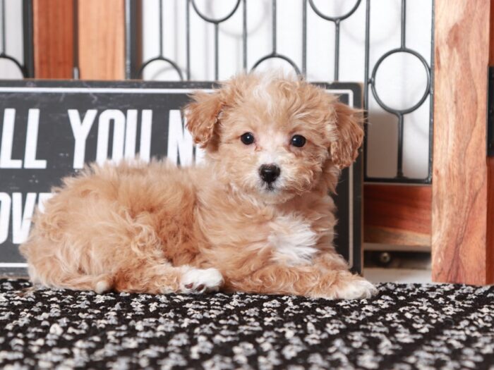 Love - Beautiful Little Apricot Female Poochon Puppy