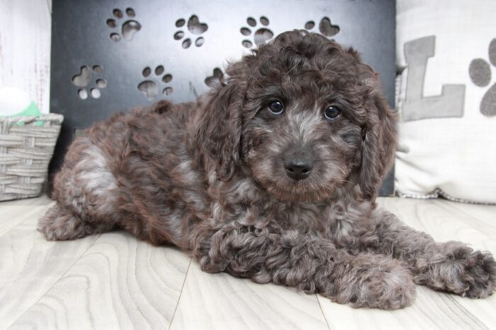 Love - Stunning Charcoal Female Mini Aussie-Poo Puppy