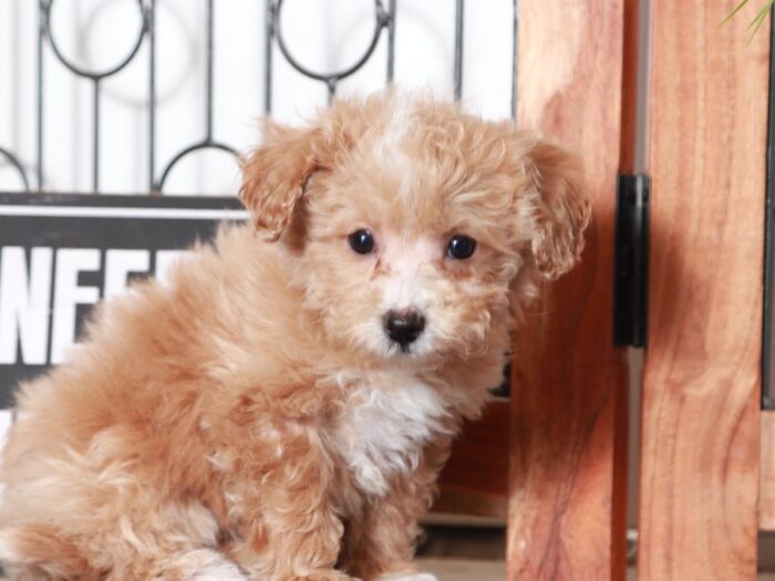 Love - Beautiful Little Apricot Female Poochon Puppy - Image 2