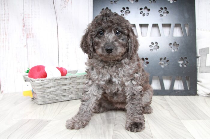 Love - Stunning Charcoal Female Mini Aussie-Poo Puppy - Image 2