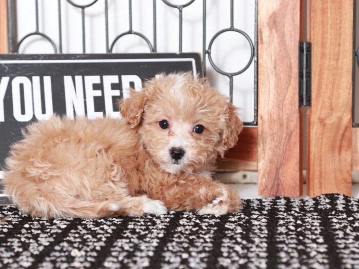 Love - Beautiful Little Apricot Female Poochon Puppy - Image 3