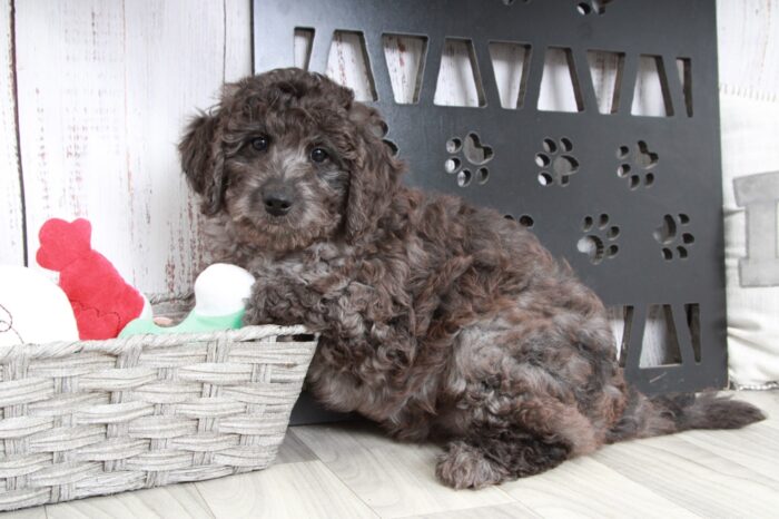 Love - Stunning Charcoal Female Mini Aussie-Poo Puppy - Image 5