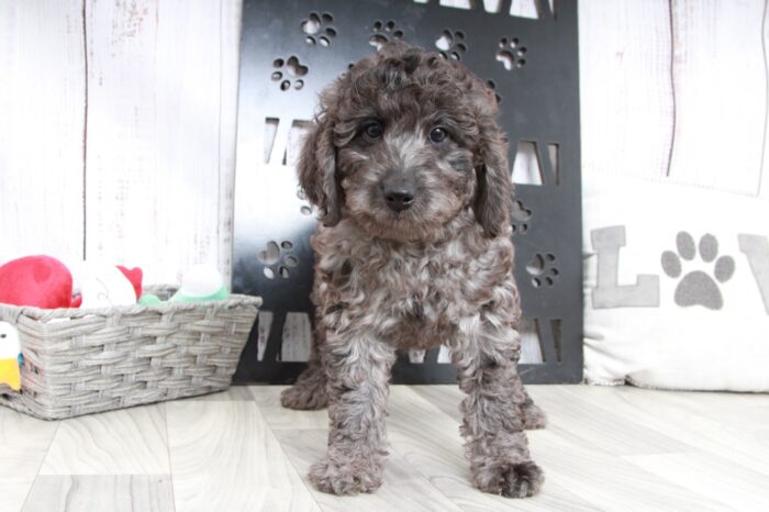 Love - Stunning Charcoal Female Mini Aussie-Poo Puppy - Image 4