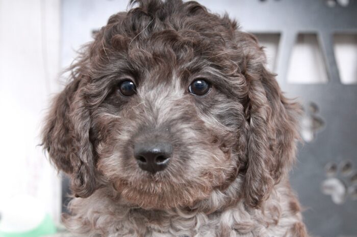 Love - Stunning Charcoal Female Mini Aussie-Poo Puppy - Image 3